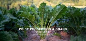 PRICE PERCEPTION AND BRAND PROMISE
BRANDING THAT GROWS SALES - Fresh Beetroot growing in farm field